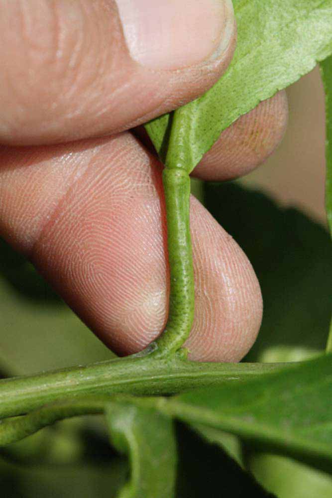              Petiole (Riverside, CA)       